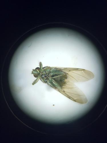 Ornithomya avicularia